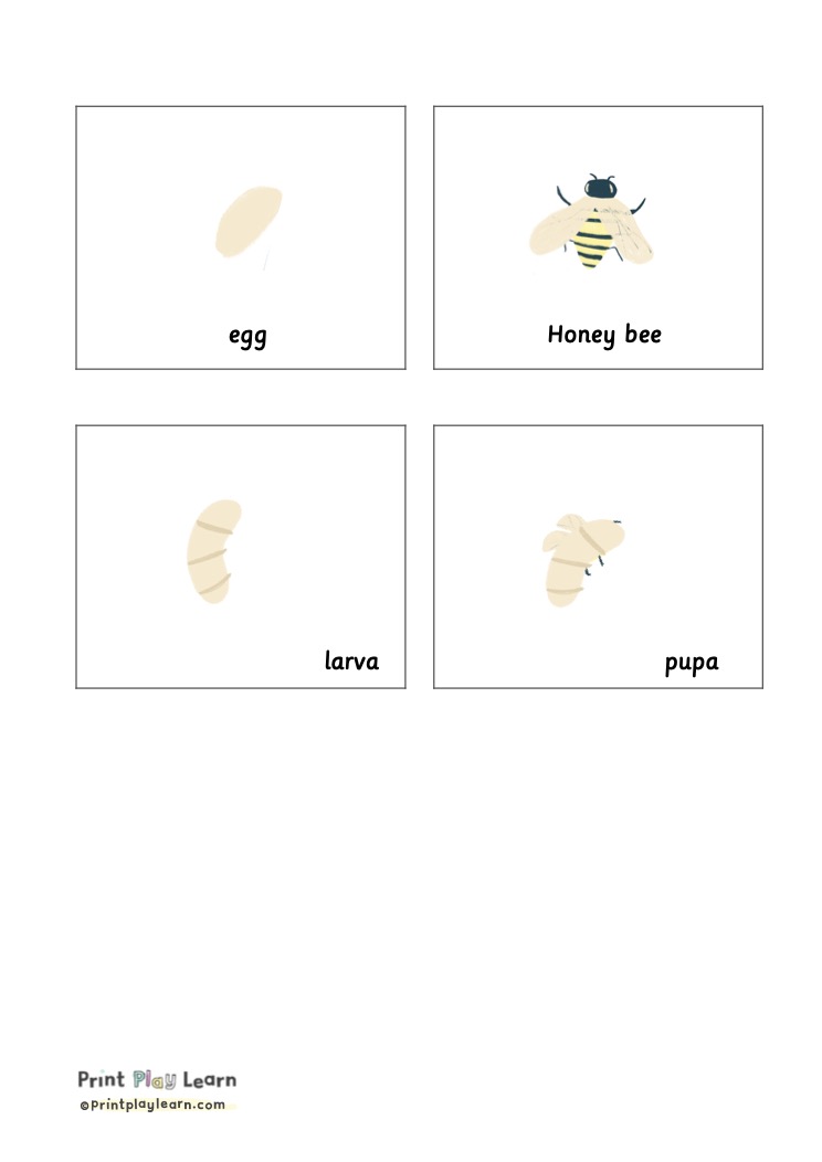 Honey Bee Life Cycle Montessori Printable Teaching Resources