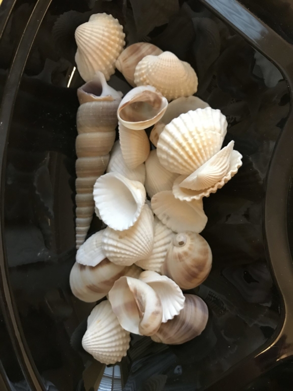 shells with numbers