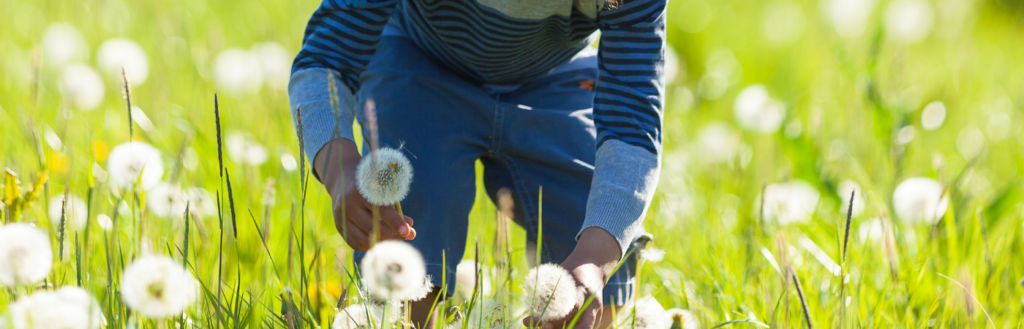 grass area with child hands picking dandelions