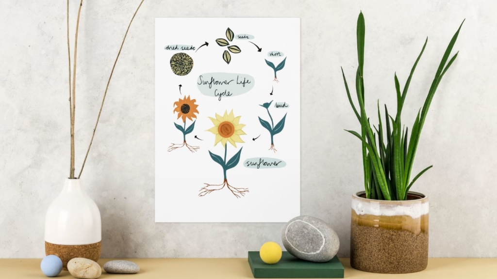 sunflower life cycle poster print play learn