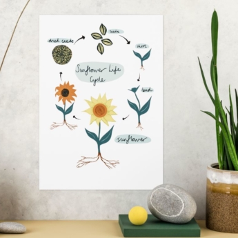 sunflower life cycle poster print play learn