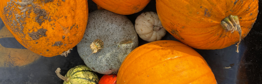 10 ways to play with pumpkins for kids