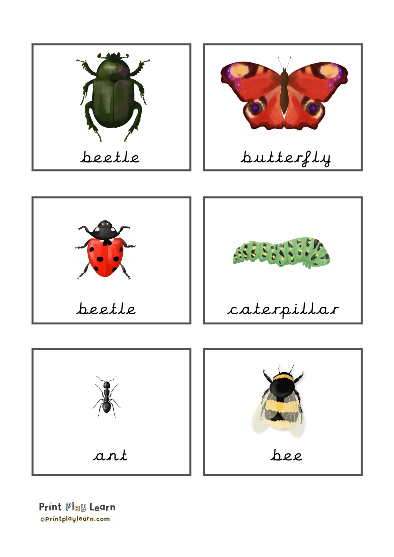 Insect Flashcards Printable Teaching Resources Print Play Learn
