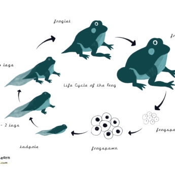 printplaylearn drawings of the life cycle of the frog black arrows point to each image frogsprawn eggs tadpole froglet frog