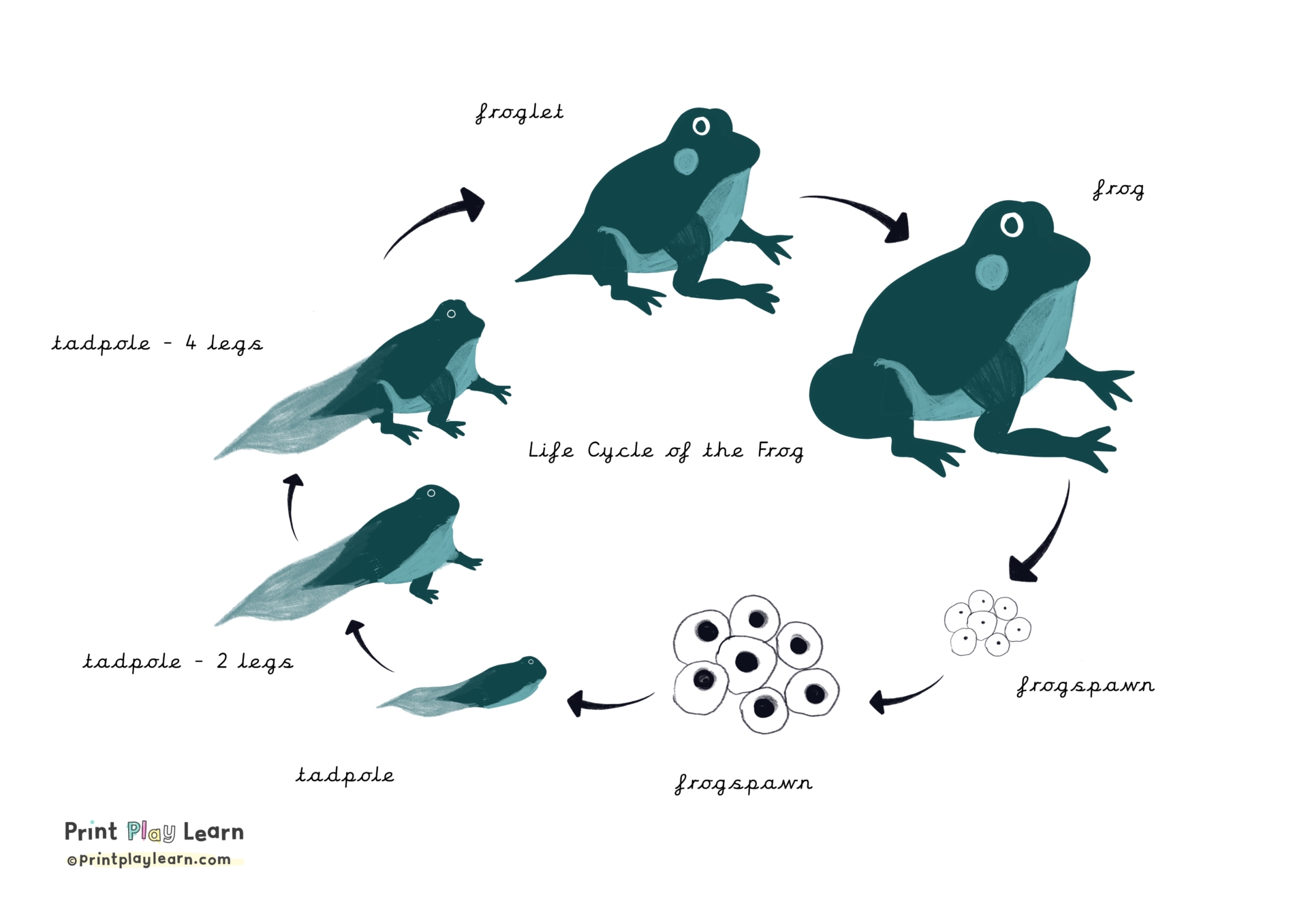 Life Cycle of a Frog - Printable Teaching Resources - Print Play Learn