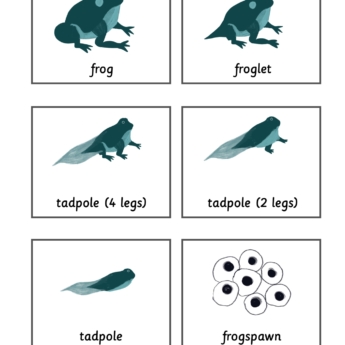 flashcards lifecycle of a frog printplaylearn