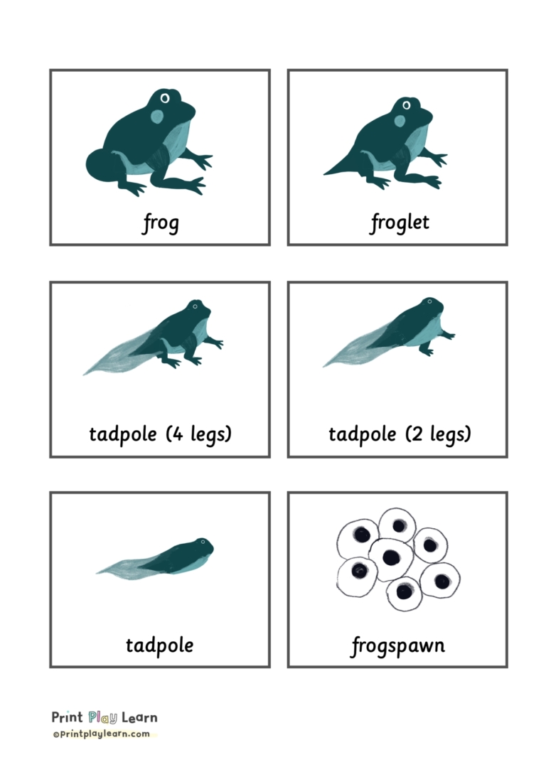 Life Cycle Of A Frog Printable