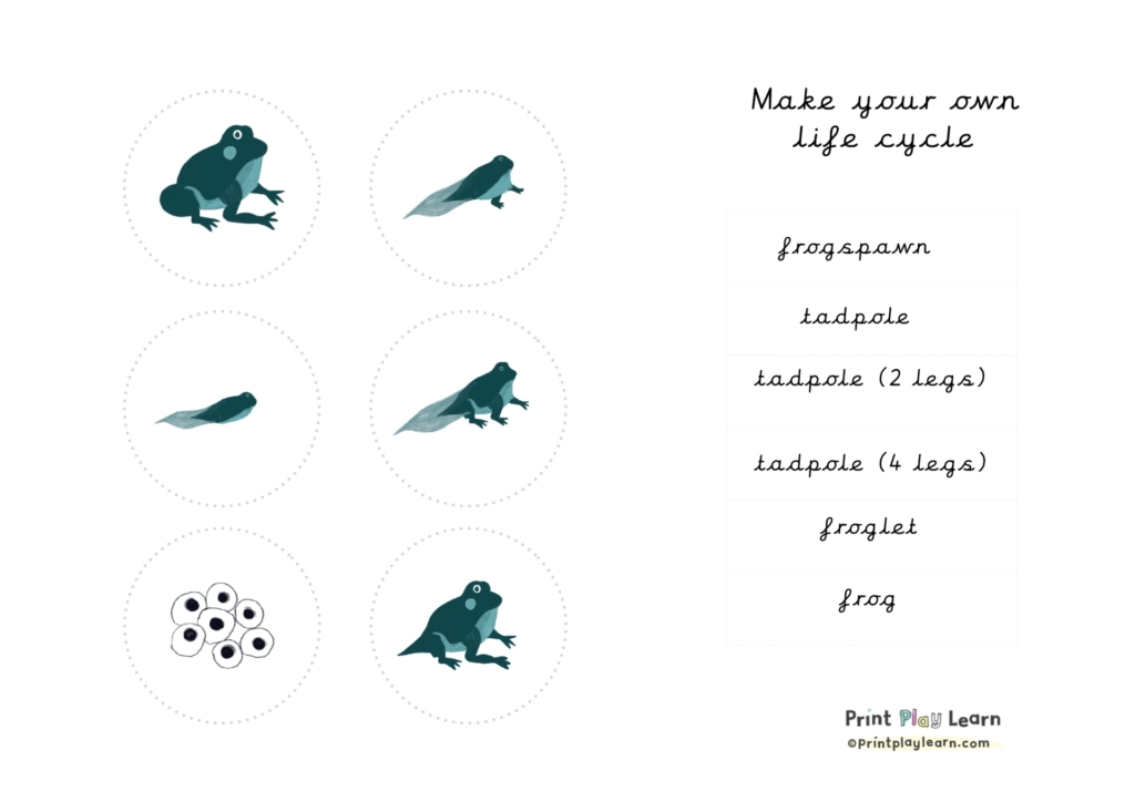 make your own life cycle of a frog printplaylearn