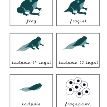 lifecycle of a frog flashcards cursive printplaylearn