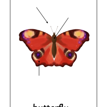 labels for insect butterflies