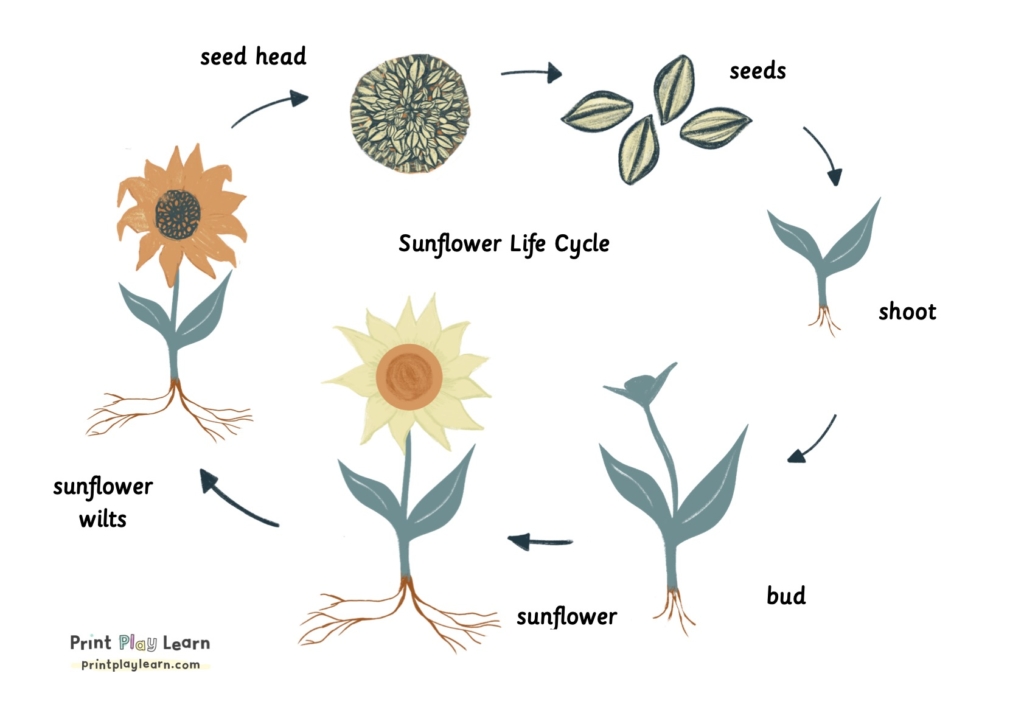 Montessori font poster plant life cycle for kids learning