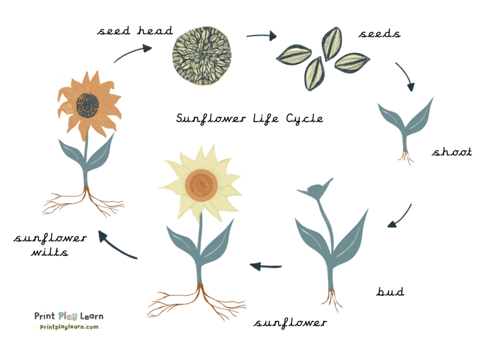 sunflower life cycle for kids cursive font learning poster for the home