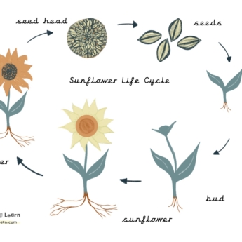 sunflower life cycle for kids cursive font learning poster for the home