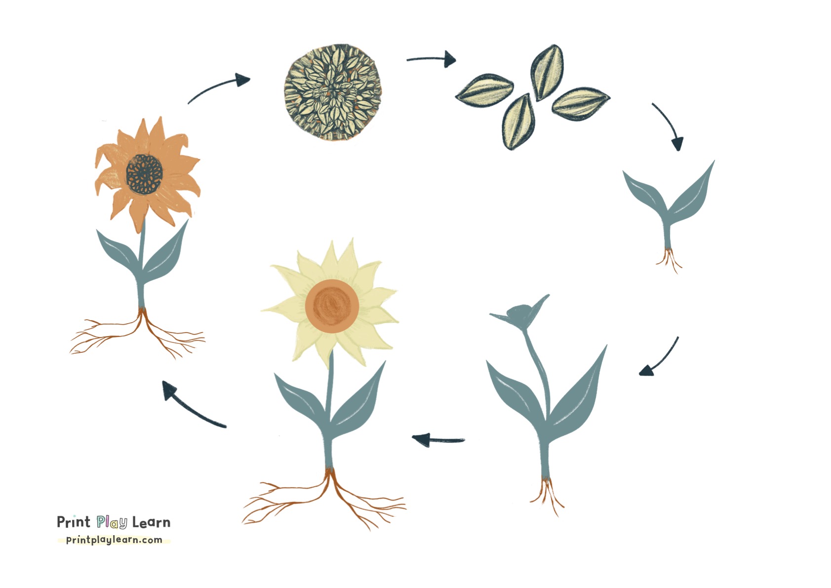 sunflower life cycle printable