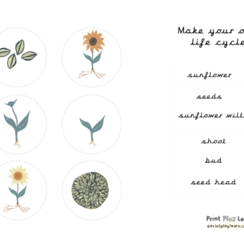 images of lifet cycle of a sunflower and words printplaylearn