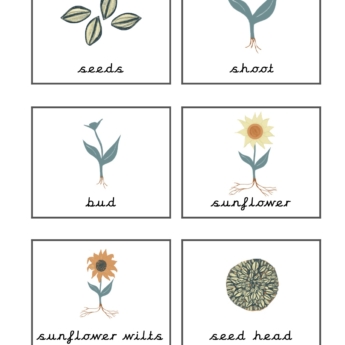 grid of 6 flaschards with sunflower seeds wilt print play learn