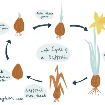 daffodil bulb life cycle Print Play Learn