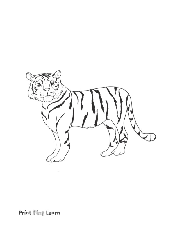 large tiger black animal print play learn