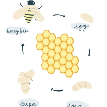 life cycle honey bee life cycle