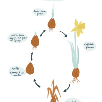 life cycle of a daffodil bulb flowers yellow and more print play learn