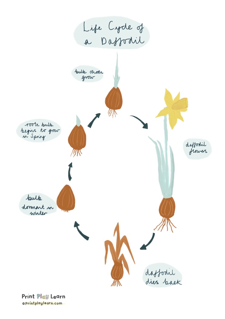 Life Cycle Of A Daffodil - Poster For Children - Printable Teaching ...