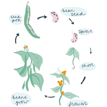 life cycle of a bean plant runner bean plant arrows showing how it changes through growth poster for children by Print Play Learn