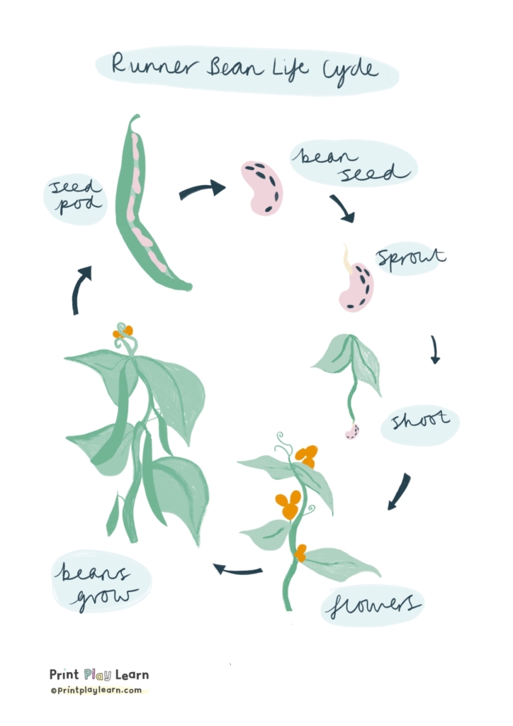 life cycle of a bean plant runner bean plant arrows showing how it changes through growth poster for children by Print Play Learn