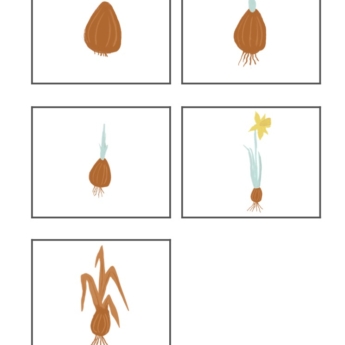 growing daffodils bulb for kids learning print play learn