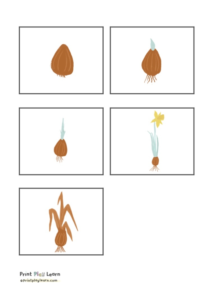 growing daffodils bulb for kids learning print play learn
