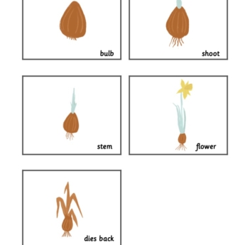 grid of 5 with different growth parts of a daffodil