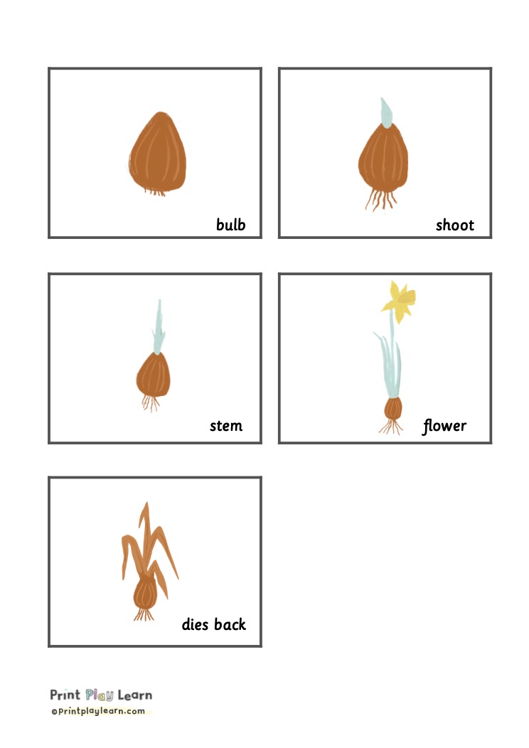 Daffodil Bulb Life Cycle Flashcards Printable Teaching Resources Print Play Learn 
