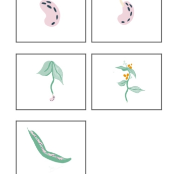 grid of 5 squares bean sprout flower beans images print play learn