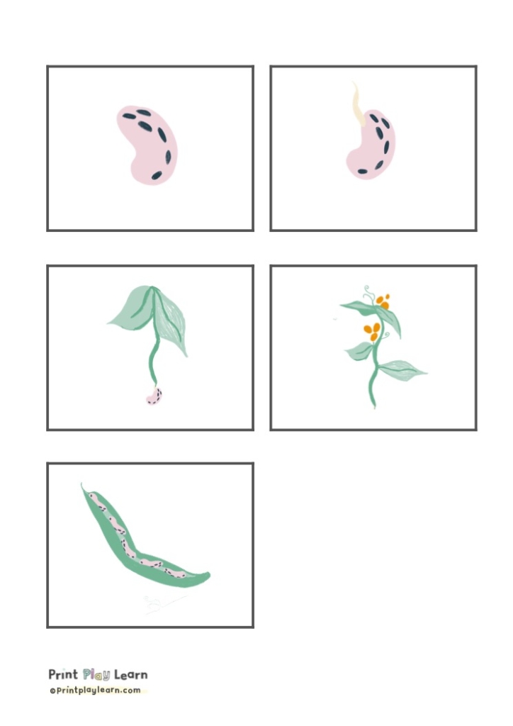 grid of 5 squares bean sprout flower beans images print play learn
