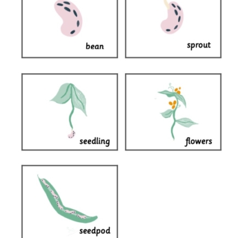 Montessori font flashcards grid of 5 growing beans