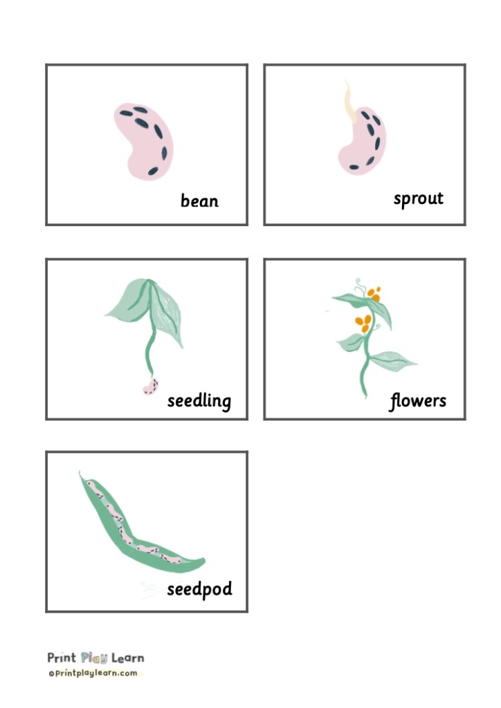 Montessori font flashcards grid of 5 growing beans