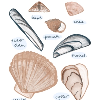 british seashells posters for children to help learn includes mussel, cockles and more