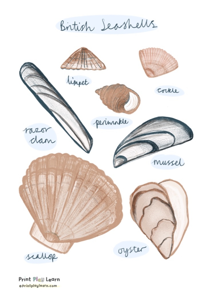 british seashells posters for children to help learn includes mussel, cockles and more