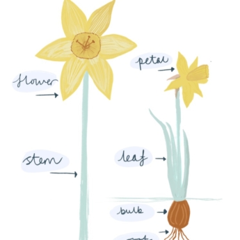 Daffodil parts of a daffodil print play learn