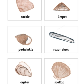 Montessori font seashells