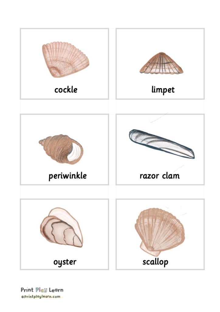 Montessori font seashells