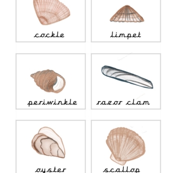 seashells from Britain Flashcards (cursive)