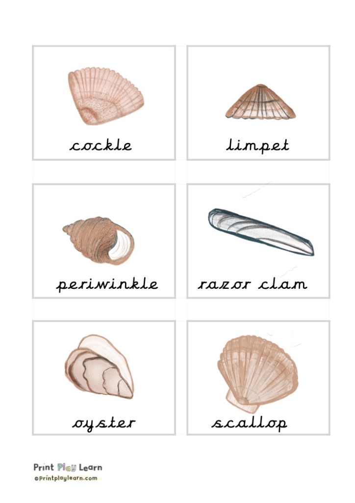 seashells from Britain Flashcards (cursive)