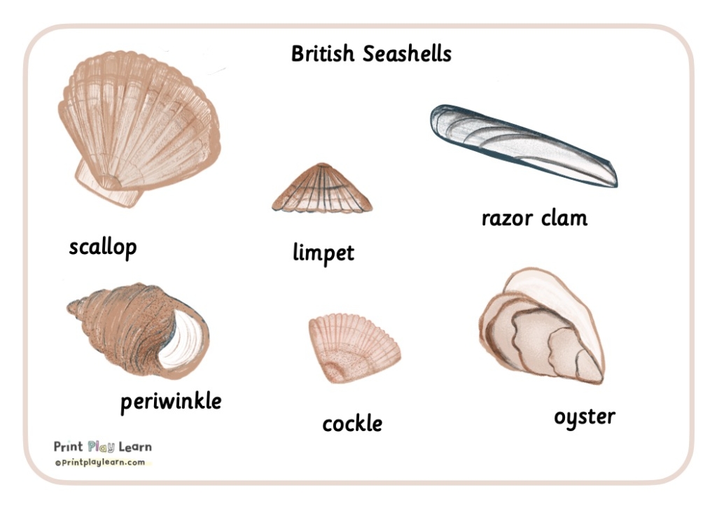 seashells word mat for children learning at school Montessori