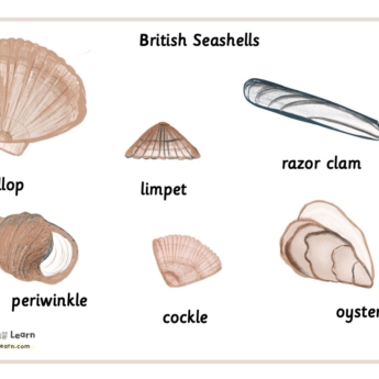 seashells word mat for children learning at school Montessori