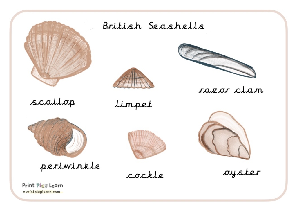british seashells print play learn