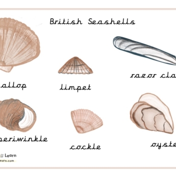 british seashells print play learn