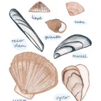 british shells drawn mussel razor clam limpet and more