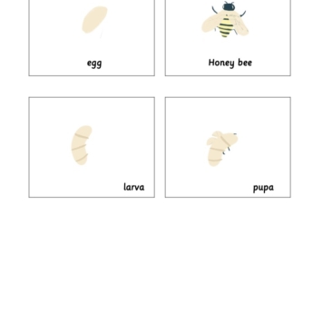 montessori flashcards bee pupa honey bee