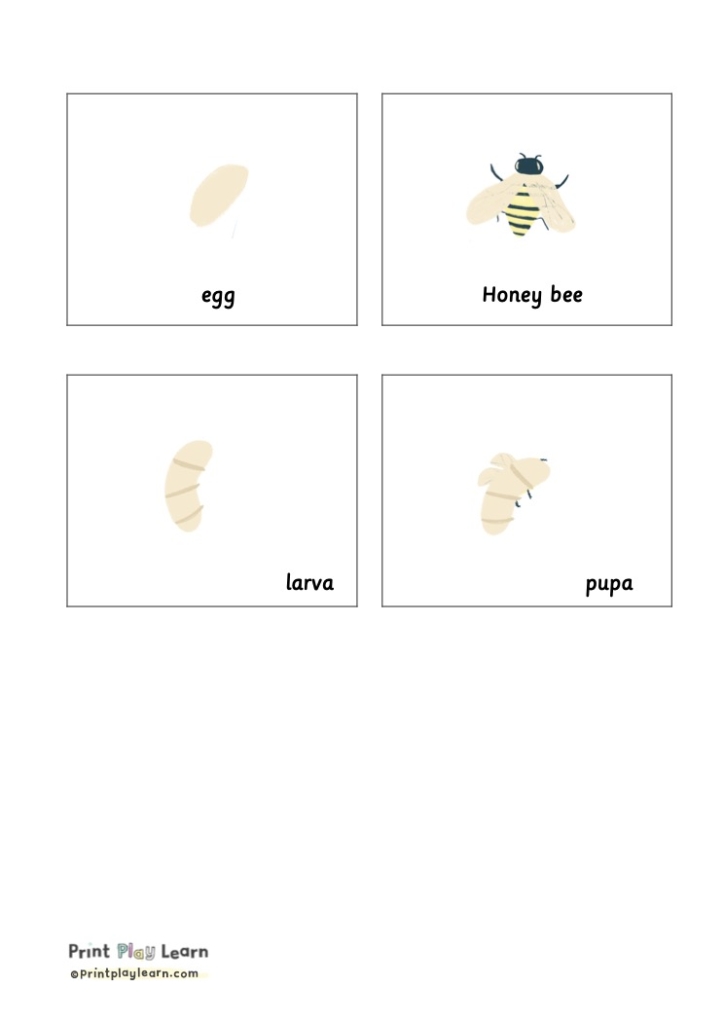 montessori flashcards bee pupa honey bee