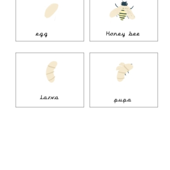 honey bee life cycle egg pupa larva honey bee print play learn